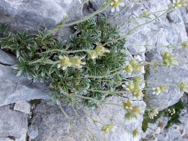 Potentilla apennina